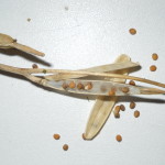 seeds pic