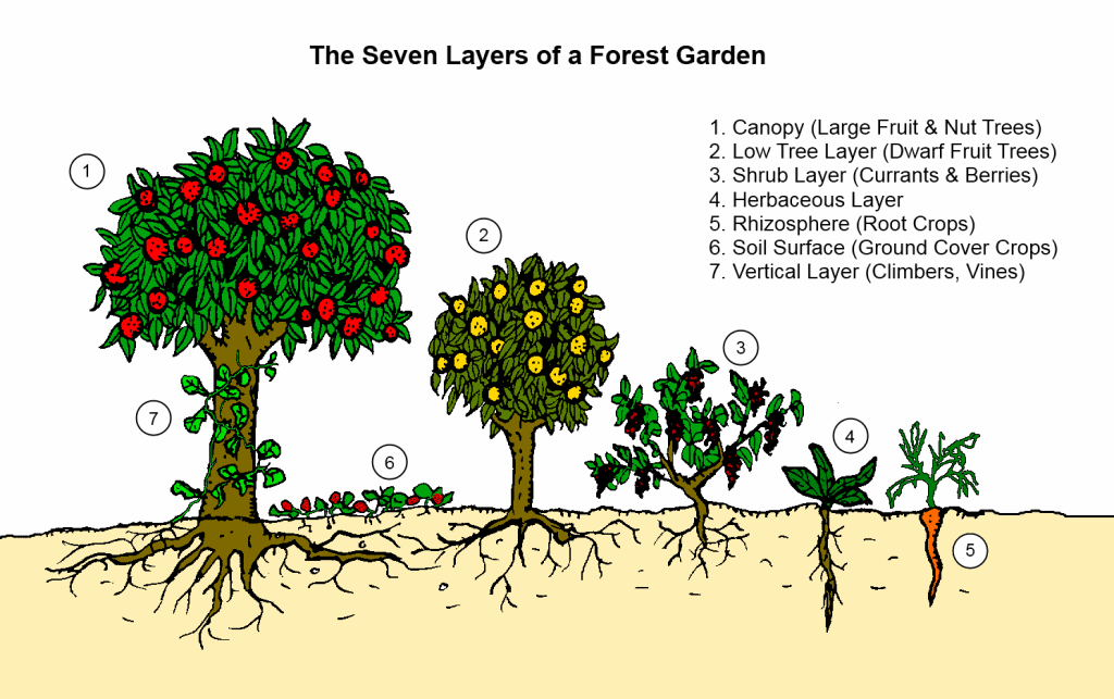 seven-layers-of-a-forest-garden