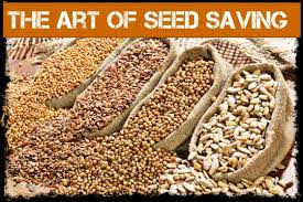 The art of seed saving