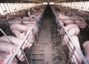 Pig Confinement Barn